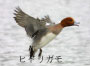 ヒドリガモ